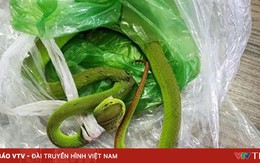 Bé 7 tháng tuổi bị rắn lục đuôi đỏ cắn khi đang ngồi chơi