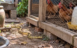 5 cách ngăn chặn rắn vào chuồng gà