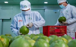 Bức tranh nhiều điểm sáng của xuất khẩu nông sản