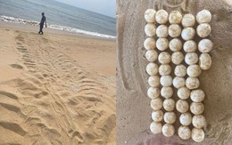 Phát hiện dấu vết dài 2,1 mét và 44 quả trứng lạ trên bãi biển: Cơ quan chức năng báo tin mừng sau đó
