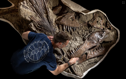Khai quật dấu vết cực hiếm của khủng long T. rex sau 66 triệu năm