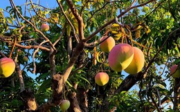 Lời khuyên đến tất cả các gia đình đang trồng cây xoài