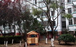 Trung Quốc: Xây nhà vệ sinh riêng cho... chó