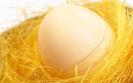 Trứng gà công nghiệp an toàn hơn trứng gà ta?