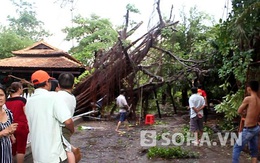 TP.HCM: Hàng chục cây xanh bật gốc sau trận mưa lớn