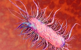 Vi khuẩn tăng 4096 lần sau hơn 4 tiếng là nguy cơ gây bệnh cho “vùng ấy”