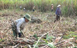 Bộ Công thương loay hoay đối phó với 'con hư'