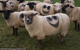 Biểu tượng mặt cười xuất hiện bí ẩn trên khắp đàn cừu