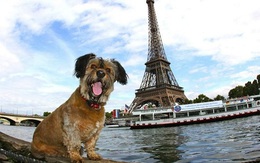 Chú chó đi du lịch vòng quanh thế giới