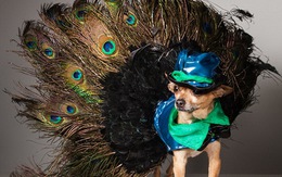 Độc đáo những chú cún với thời trang cao cấp