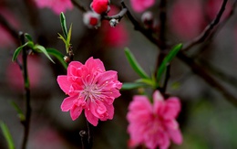 Làng hoa Nhật Tân nhộn nhịp chiều cuối năm