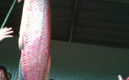 Bắt được cá huyết rồng nặng 70 kg ở An Giang
