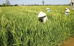 Cán bộ nông nghiệp thuê chuyên gia Trung Quốc trồng lúa?!