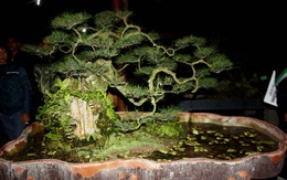 Ngắm cây sanh bạc tỷ của đại gia Hà Nội