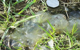 Sinh vật lạ xuất hiện sau mưa thiên thạch?