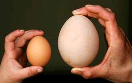 Trứng ngỗng hay trứng gà bổ hơn?