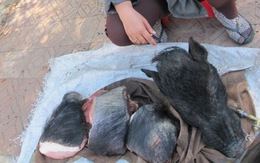 Đà Lạt: Ngang nhiên bán thịt thú rừng trên phố