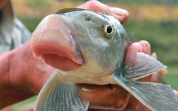 Đại gia xài 500 con cá Anh Vũ mỗi tháng để lấy may