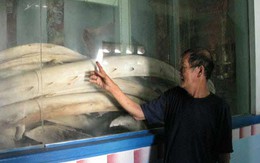 Bí mật 120 bộ xương cá voi khổng lồ 200 tuổi ở Việt Nam