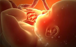 Khám phá sự hình thành cơ quan sinh dục của thai nhi