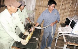 Tuyệt kỹ "săn" món trứng cá nghìn đô trên bàn tiệc đại gia