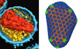 Lần đầu giải mã được cấu trúc bên trong virus HIV