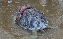 Hàng trăm người xem xác “cụ rùa” 100 kg dạt bờ