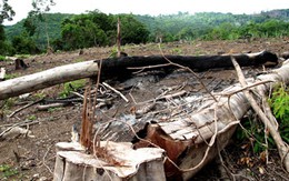 Phú Yên: Chủ tịch xã 'bảo kê' phá rừng?