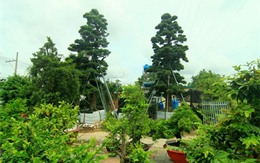 4 cây Vạn Niên Tùng giá 12 tỷ của đại gia Sài Gòn