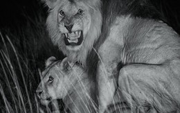 Cuộc sống "giết chết lẫn nhau" của sư tử châu Phi