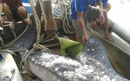 Cận cảnh cá mập khổng lồ vừa mắc lưới ở Nghệ An