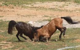 Lần đầu tiên có giải chọi ngựa ở Hà Giang