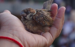 Xót xa cái chết của những con chim phóng sinh trong mùa Vu Lan