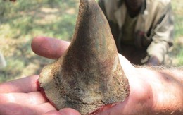 Đại gia Việt chi tiền tỉ săn sừng tê giác cường dương