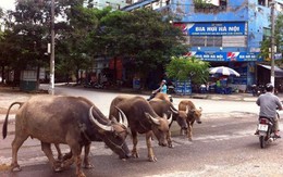 Hà Nội: Trâu bò tung tăng "dạo phố"