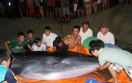 2 giờ giải cứu 'ông cá voi' 3 tấn ở Cô Tô