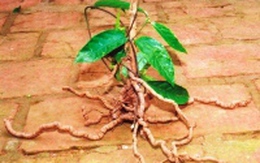 Nội tiết tố sinh dục, nhựa sống của tình yêu