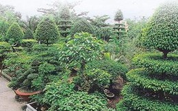 Đại gia cây cảnh khóc ròng với 'đống củi' tiền tỷ