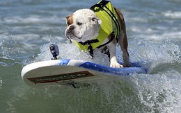 Kỳ lạ: Cuộc thi lướt sóng dành cho chó