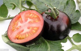 Cà chua đen có khả năng chống ung thư