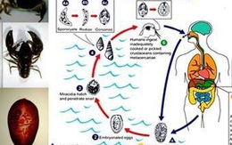 Tiêu chảy, ho ra máu vì sán lá phổi trong tôm, cua nước ngọt