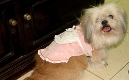 Thời trang tránh rét chó mèo đắt khách