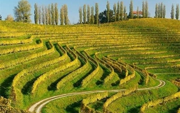 Các truyền thống thú vị Ngày Tình yêu