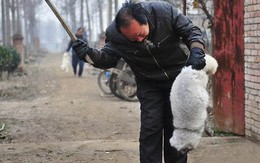 Hình ảnh cáo trắng bị lột da dã man ở Trung Quốc