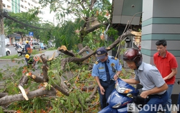 TP.HCM: Cây xanh "đè bẹp" cổng trường, hai người may mắn thoát chết