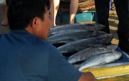 Hội Nghề cá Việt Nam lên tiếng về vụ cá tầm Trung Quốc nhập lậu