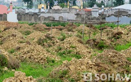 Hà Nội: "Hô biến" đất trồng lúa thành… nghĩa địa giả?