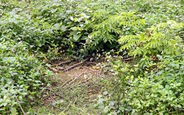 Kiểm lâm bán cây sưa 600 triệu ở rừng Cúc Phương