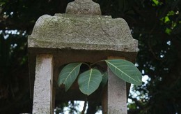 Kì lạ cây đa trăm tuổi cao nửa gang tay trong ngôi chùa cổ