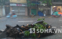 Hà Nội: Mưa lớn, cây đổ làm chết một người trên đường Bà Triệu